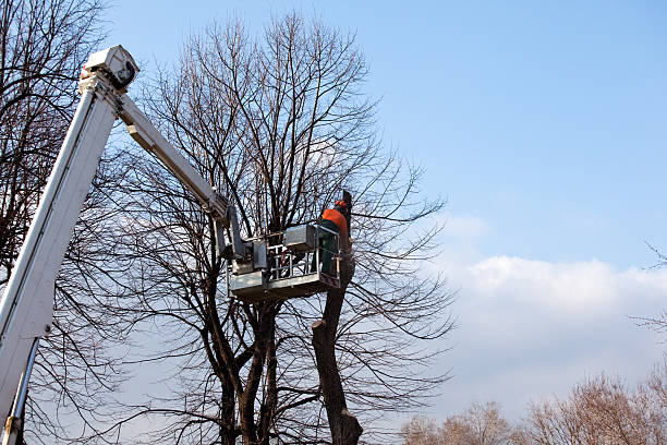 Best Tree Maintenance Programs  in Tellico Plains, TN